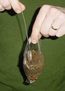 PVA5