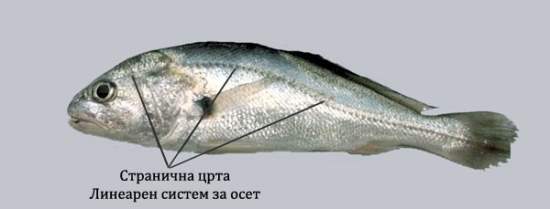 stranicna crta